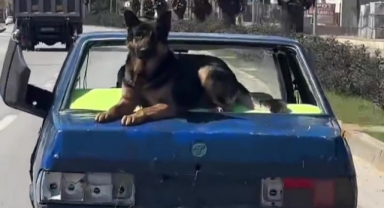 Üzerinde köpekle kilometrelerce yol gitti