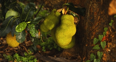 Yüksek lif kaynağı: Jackfruit
