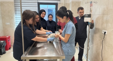 1 ayda 600 hayvan tedavi ediliyor