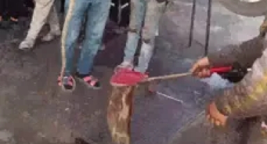 Aracın motoruna yılan girdi!