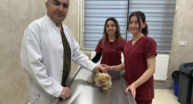 Garfi, tıkalı bağırsak ameliyatıyla kurtuldu