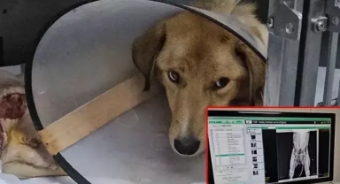 Hamile köpeğe acımadılar