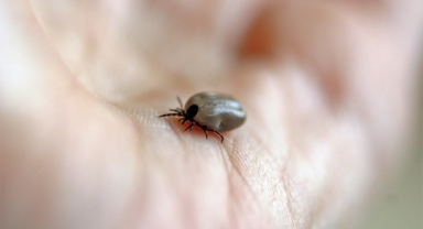Kene Isırığı: Lyme Hastalığı