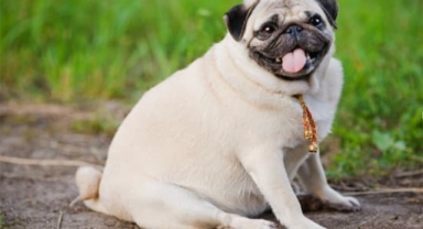 Köpeğiniz şişkoysa bunları deneyin!