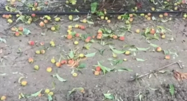 Mersin'de dolu bir çok bahçeye zarar verdi