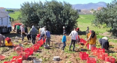 Muğla'da turfanda patatesin hasadına başlandı