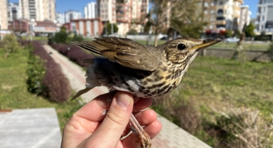 Ölmelerinin nedeni insanlar!