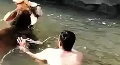 Suya düşen inek için canını hiçe saydı!