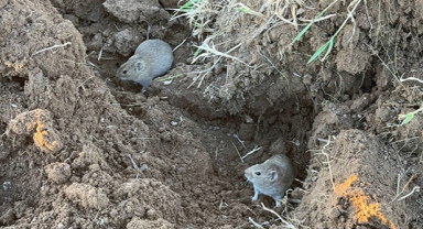 Tarlaları fare bastı