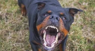 Yasaklı köpekler 57 oğlağı telef etti