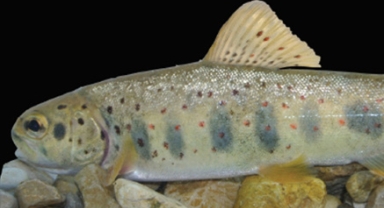 Yeni balık türü: Salmo ekmekciae