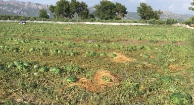Dolu tarım ürünlerine zarar verdi
