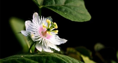 En doğal sakinleştirici: Passiflora