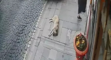 Kaldırımda uyuyan köpeği taksi ezdi