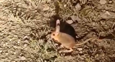 Kanguru faresi görüldü