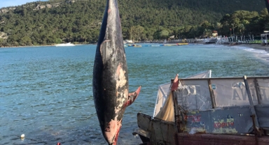 Kemer’de ölü yunus balığı sahile vurdu