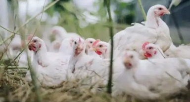 Kuş gribi krizi! Geri mi geliyor?