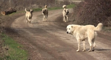 2 kişi başıboş köpeklerin saldırısına uğradı