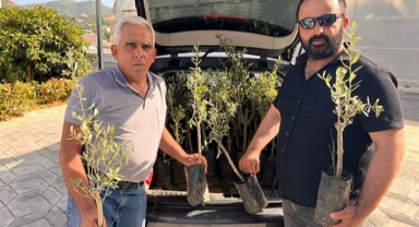 Çiftçilere zeytin fidanı dağıtıldı