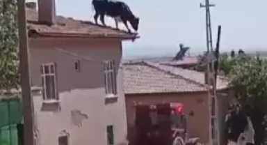 Kaçan boğa, binanın çatısına çıktı