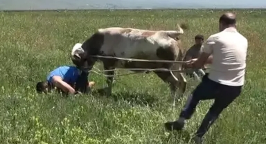 Kaçan boğaya iğne atıp kementle yakaladılar