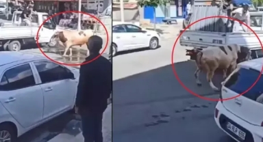 Kaçan kurbanlık paniğe neden oldu...Sahibi zor anlar yaşadı!
