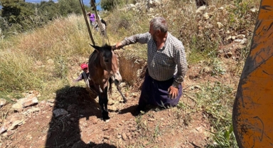Katırı kurtardılar
