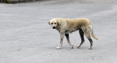 Sahipsiz köpekler saldırdı; Hastaneye kaldırıldı!