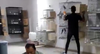 Yasa dışı papağan üretimine operasyon