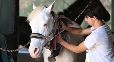 Ziyaretçilerin gözdesi: Albino at