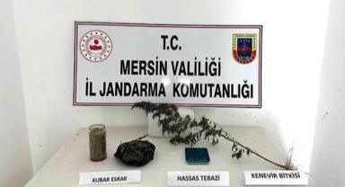 188 kök Hint keneviri ele geçirildi, 1 şüpheli tutuklandı