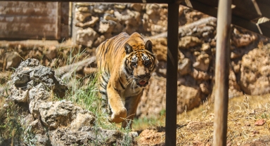 Bengal kaplanları özel pastayı afiyetle yedi