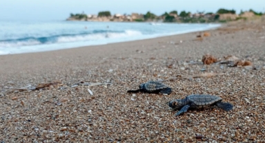 Caretta carettaların deniz yolculuğu başladı