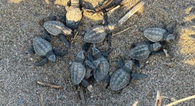 Caretta carettaların denize yolculuğu başladı
