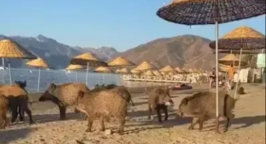Domuzlar sahile indi