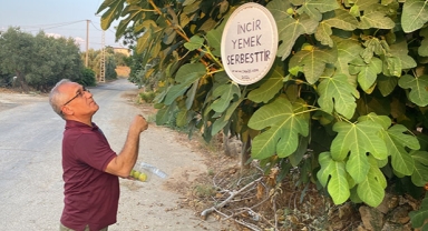 'İncir yemek serbesttir'