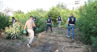 Limon bahçesinde kenevir yetiştirdi... Kıskıvrak yakalandı!