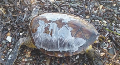 Ölü caretta caretta bulundu
