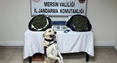 Operasyonlarda 14 kilo 350 gram esrar ele geçirildi