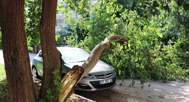 Otomobilin üstüne ağaç devrildi