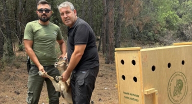 Şehre inen yaban keçisi yakalanarak doğaya salındı