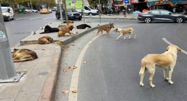 Sokak hayvanları yasası kabul edildi