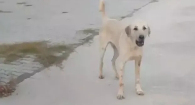 Spor yaparken köpek saldırısına uğradı