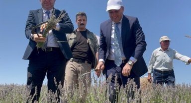 Valisi Öksüz lavanta hasadına katıldı