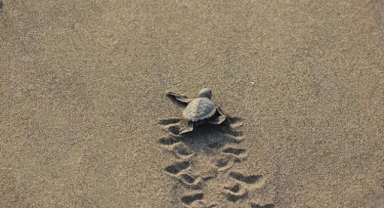 Yolunu şaşıran caretta caretta denize ulaştırıldı