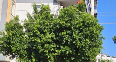 Ağacın içinden geçen elektrik telleri vatandaşta panik yaratıyor