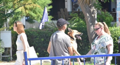 Denize düşen köpeği ekipler kurtardı