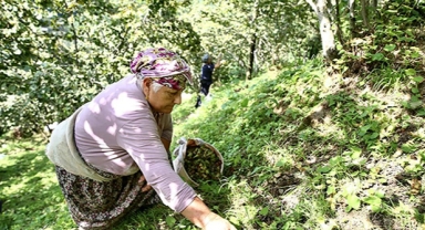 Fındık üreticileri yerden hasat yöntemine yöneldi