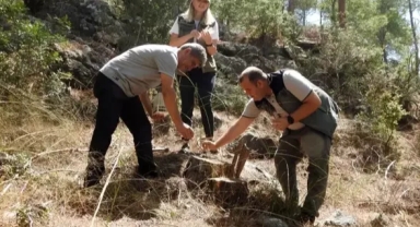 Kabuk böceklerine karşı mücadele sürüyor
