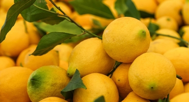 Limon fiyatı arttı
